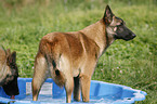 Malinois