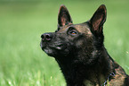 Malinois Portrait