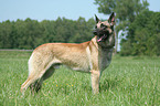 Malinois auf Wiese