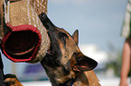 Malinois beim Schutzhundesport