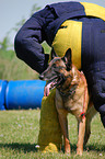 Malinois beim Mondioring