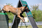 Malinois beim Hundesport