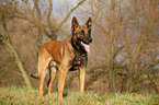 stehender Malinois