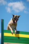 Malinois an der Kletterwand