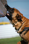 Malinois beim Schutzhundesport