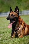 liegender Malinois