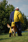 Malinois beim Schutzhundesport