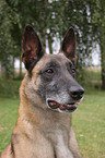 Malinois Portrait