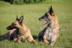 liegende Malinois