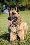 liegender Malinois