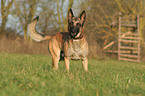 Malinois auf Wiese