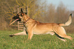 rennender Malinois