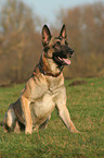 sitzender Malinois