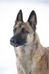 Malinois im Schnee