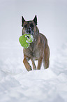 Malinois im Schnee