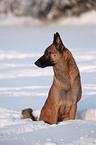 Malinois im Schnee