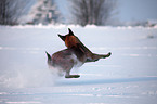 Malinois im Schnee