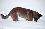 Malinois im Schnee