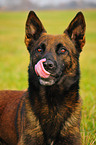 Malinois Rde