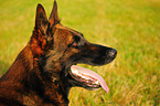 Malinois Rde