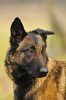 Malinois Hndin