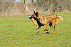 Malinois Hndin