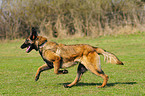 Malinois Hndin