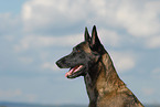 Malinois Portrait