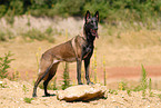 Malinois