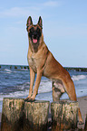 Malinois