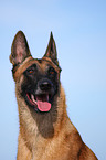 Malinois Portrait