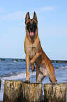 Malinois