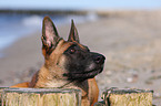 Malinois