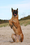 Malinois