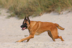 Malinois