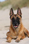 liegender Malinois