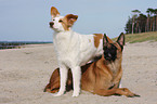 Malinois und Border-Collie-Mischling