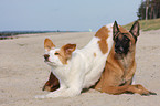 Malinois und Border-Collie-Mischling