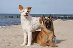 Malinois und Border-Collie-Mischling