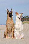 Malinois und Border-Collie-Mischling