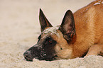 Malinois Portrait