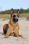 liegender Malinois