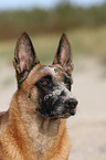 Malinois Portrait