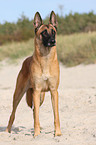 Malinois