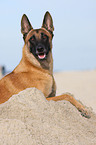 liegender Malinois