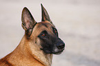 Malinois Portrait