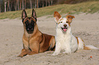 Malinois und Border-Collie-Mischling