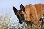 Malinois