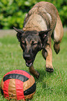 spielender Malinois