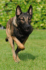 rennender Malinois